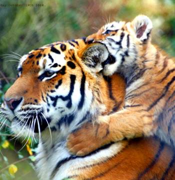 Tiger with cub