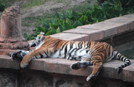 Sleeping tiger