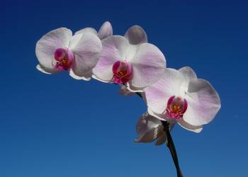 Flower with blue sky as background